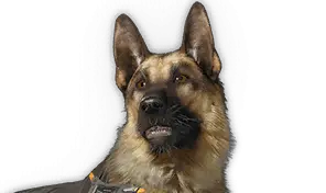 Hagios Sheepdog
