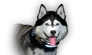 Snowy Sled Dog